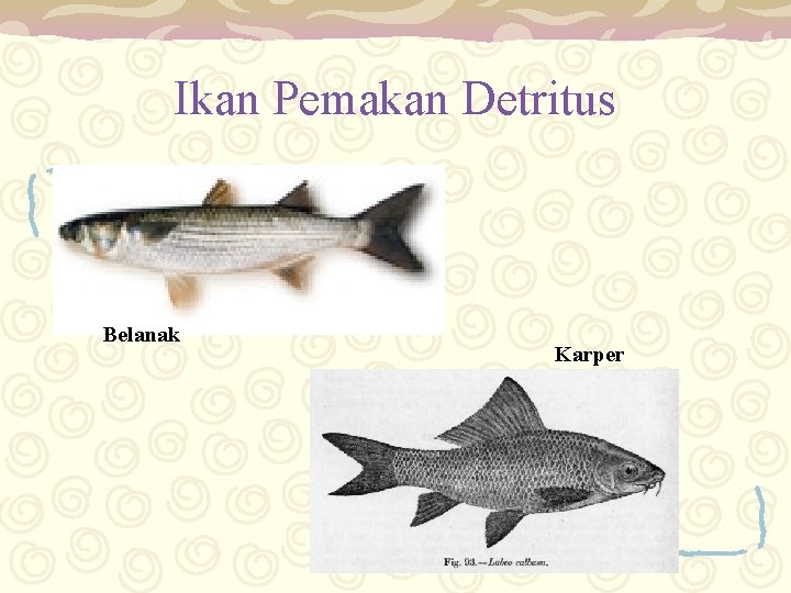 Ikan Pemakan Detritus Belanak Karper 