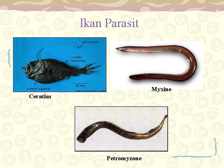Ikan Parasit Myxine Ceratias Petromyzone 