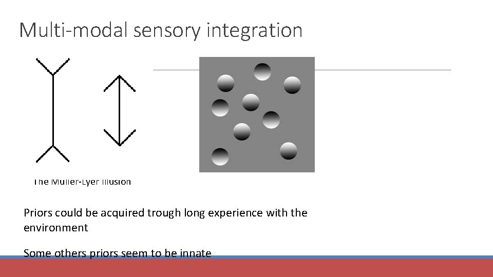 Multi-modal sensory integration The Muller-Lyer Illusion Priors could be acquired trough long experience with