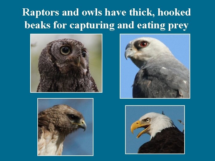 Raptors and owls have thick, hooked beaks for capturing and eating prey 