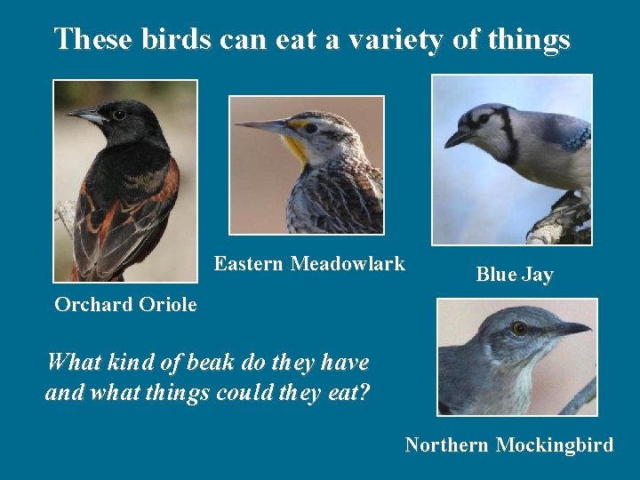 These birds can eat a variety of things Eastern Meadowlark Blue Jay Orchard Oriole