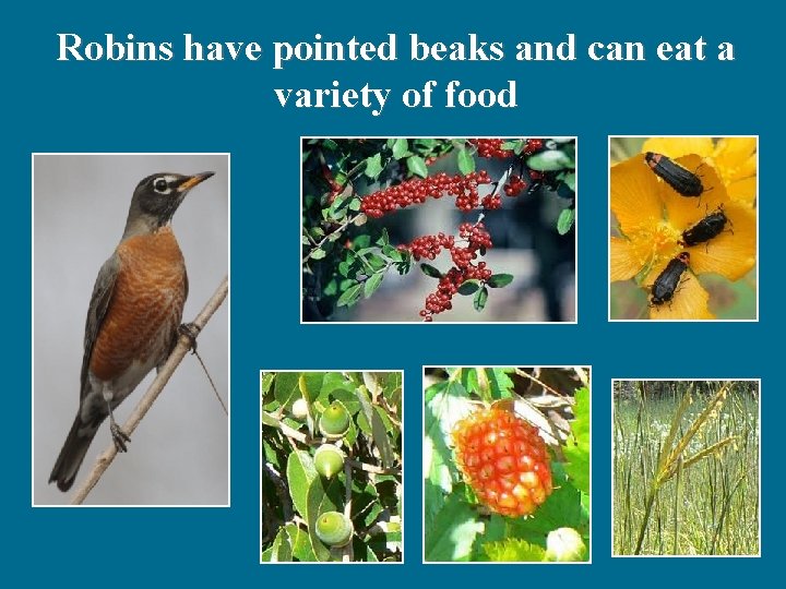 Robins have pointed beaks and can eat a variety of food 