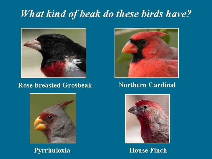 What kind of beak do these birds have? Rose-breasted Grosbeak Pyrrhuloxia Northern Cardinal House