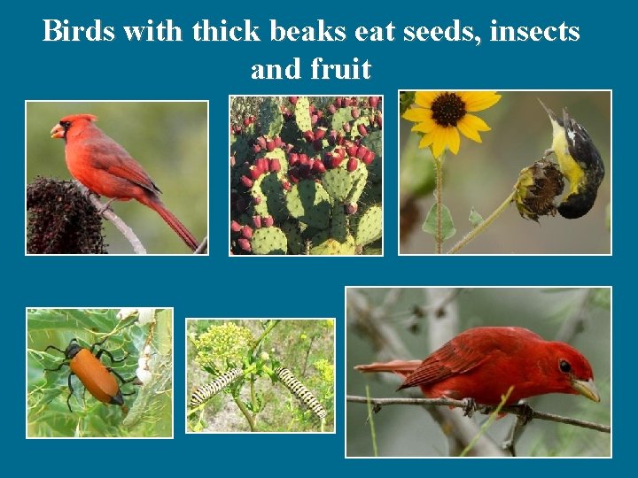 Birds with thick beaks eat seeds, insects and fruit 