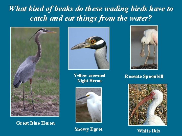 What kind of beaks do these wading birds have to catch and eat things