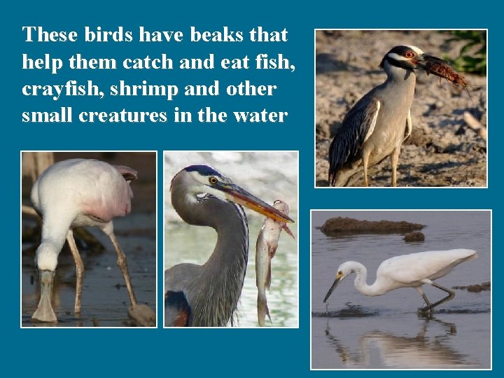 These birds have beaks that help them catch and eat fish, crayfish, shrimp and