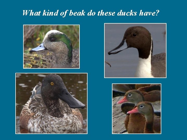 What kind of beak do these ducks have? 
