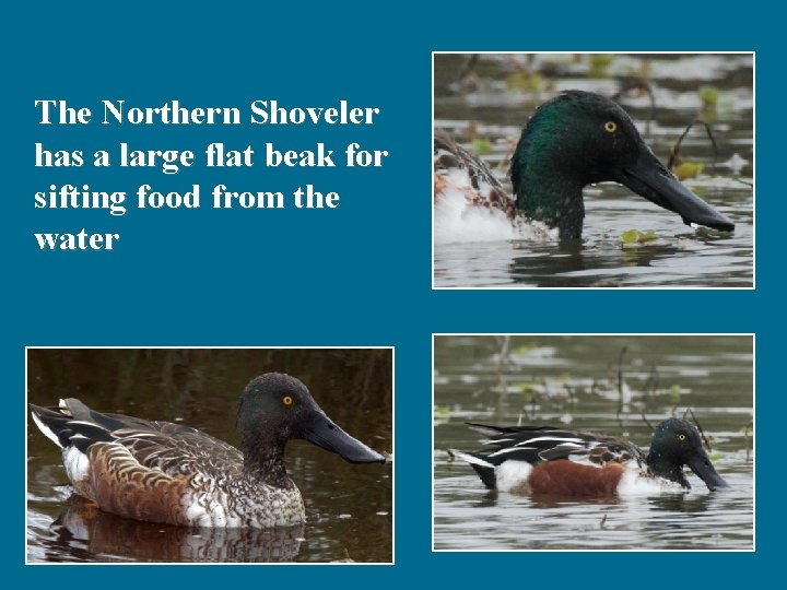 The Northern Shoveler has a large flat beak for sifting food from the water