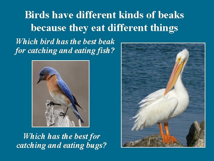 Birds have different kinds of beaks because they eat different things Which bird has