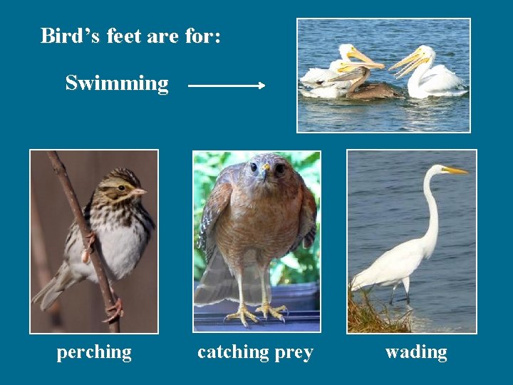 Bird’s feet are for: Swimming perching catching prey wading 