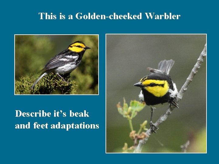 This is a Golden-cheeked Warbler Describe it’s beak and feet adaptations 