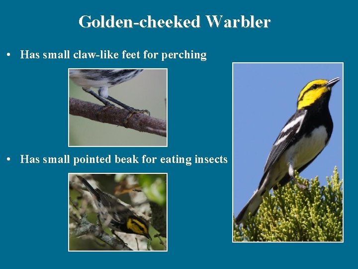 Golden-cheeked Warbler • Has small claw-like feet for perching • Has small pointed beak