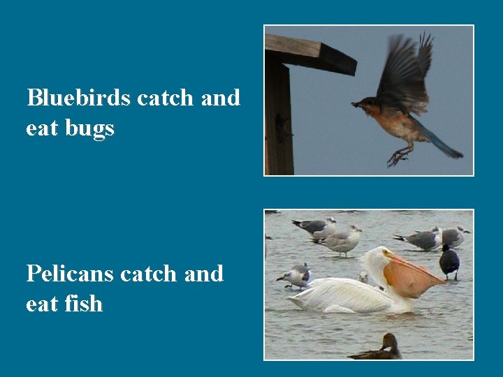 Bluebirds catch and eat bugs Pelicans catch and eat fish 