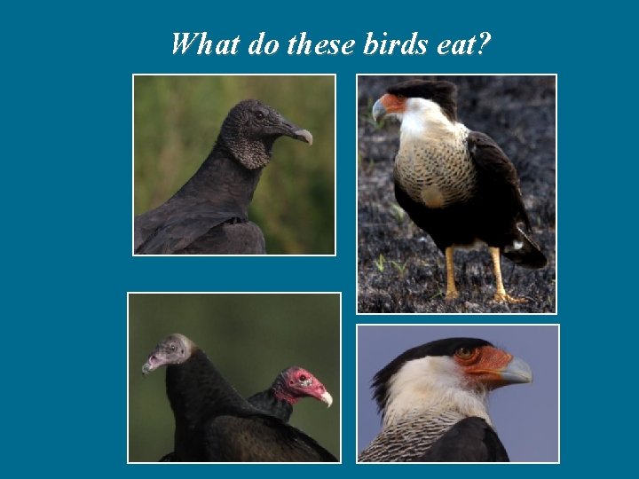What do these birds eat? 