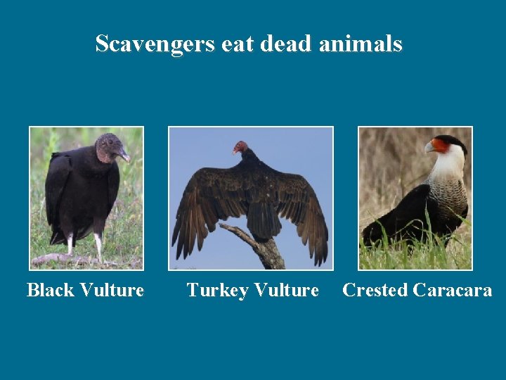 Scavengers eat dead animals Black Vulture Turkey Vulture Crested Caracara 