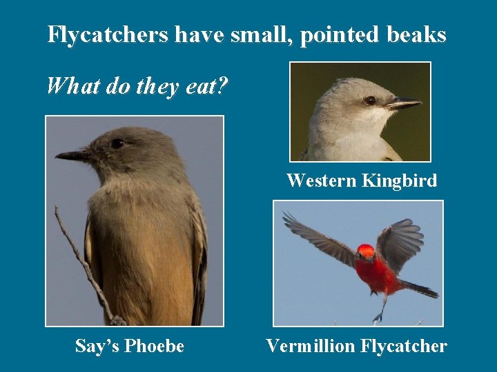 Flycatchers have small, pointed beaks What do they eat? Western Kingbird Say’s Phoebe Vermillion