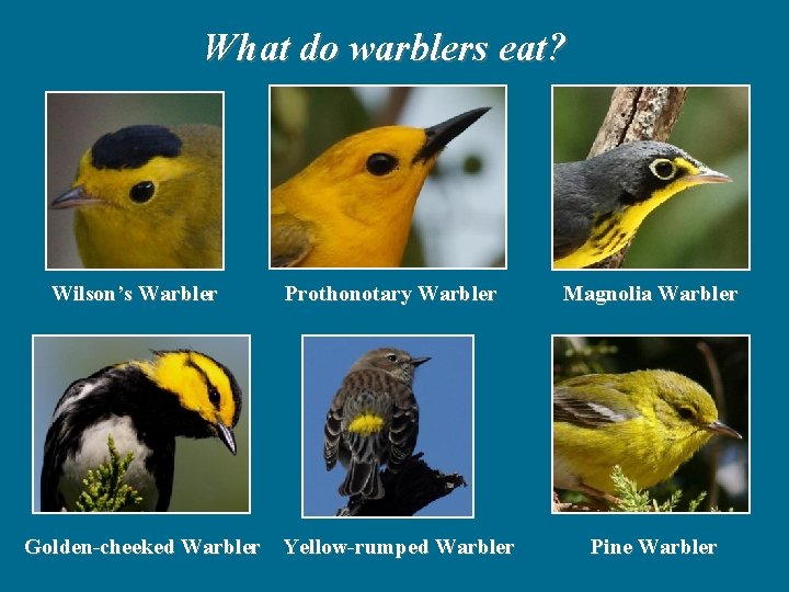 What do warblers eat? Wilson’s Warbler Prothonotary Warbler Golden-cheeked Warbler Yellow-rumped Warbler Magnolia Warbler