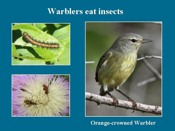 Warblers eat insects Orange-crowned Warbler 