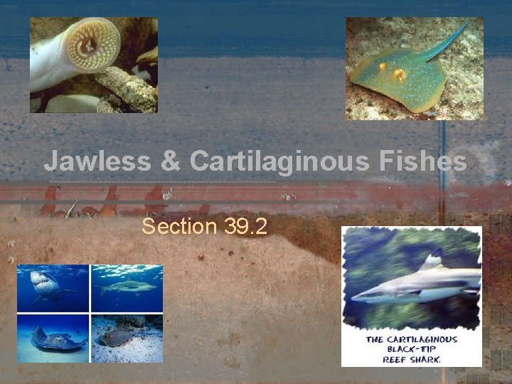 Jawless & Cartilaginous Fishes Section 39. 2 