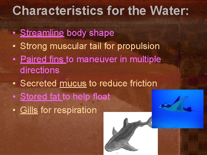 Characteristics for the Water: • Streamline body shape • Strong muscular tail for propulsion