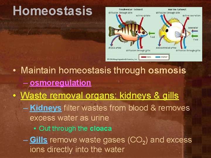 Homeostasis • Maintain homeostasis through osmosis – osmoregulation • Waste removal organs: kidneys &