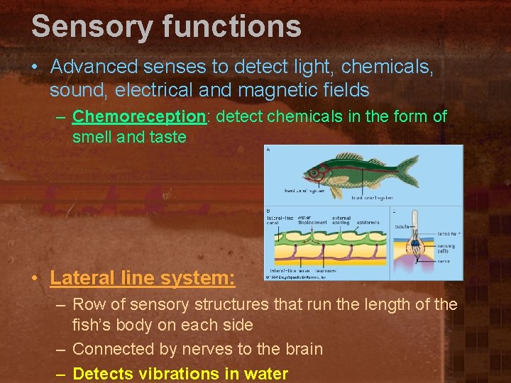 Sensory functions • Advanced senses to detect light, chemicals, sound, electrical and magnetic fields