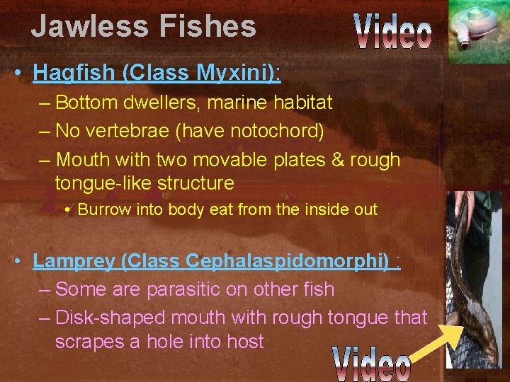 Jawless Fishes • Hagfish (Class Myxini): – Bottom dwellers, marine habitat – No vertebrae
