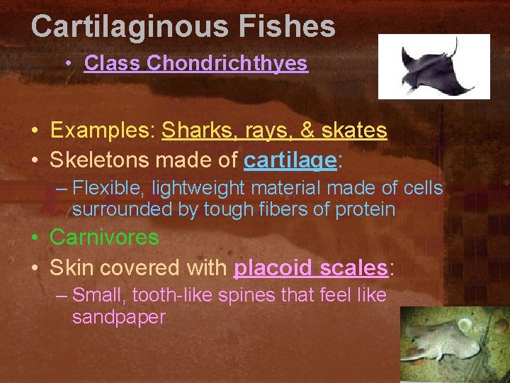 Cartilaginous Fishes • Class Chondrichthyes • Examples: Sharks, rays, & skates • Skeletons made
