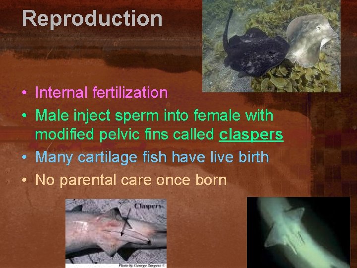 Reproduction • Internal fertilization • Male inject sperm into female with modified pelvic fins