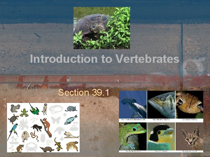 Introduction to Vertebrates Section 39. 1 