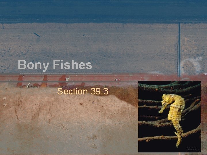 Bony Fishes Section 39. 3 