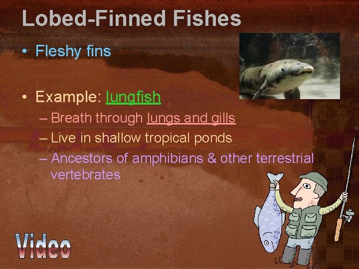 Lobed-Finned Fishes • Fleshy fins • Example: lungfish – Breath through lungs and gills