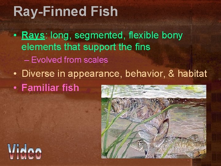 Ray-Finned Fish • Rays: long, segmented, flexible bony elements that support the fins –