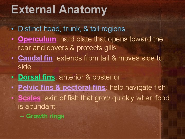 External Anatomy • Distinct head, trunk, & tail regions • Operculum: hard plate that