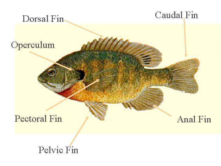 Dorsal Fin Caudal Fin Operculum Pectoral Fin Pelvic Fin Anal Fin 