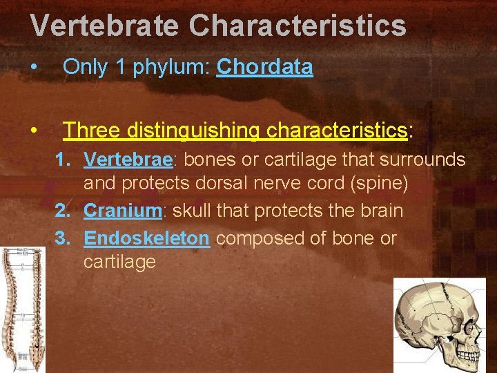 Vertebrate Characteristics • Only 1 phylum: Chordata • Three distinguishing characteristics: 1. Vertebrae: bones