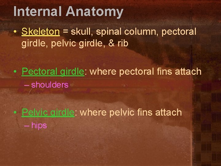Internal Anatomy • Skeleton = skull, spinal column, pectoral girdle, pelvic girdle, & rib
