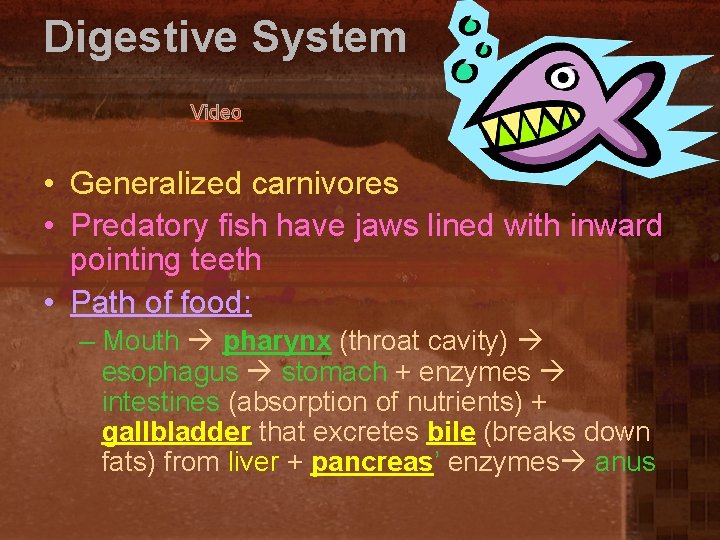 Digestive System Video • Generalized carnivores • Predatory fish have jaws lined with inward