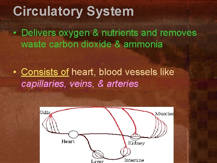 Circulatory System • Delivers oxygen & nutrients and removes waste carbon dioxide & ammonia