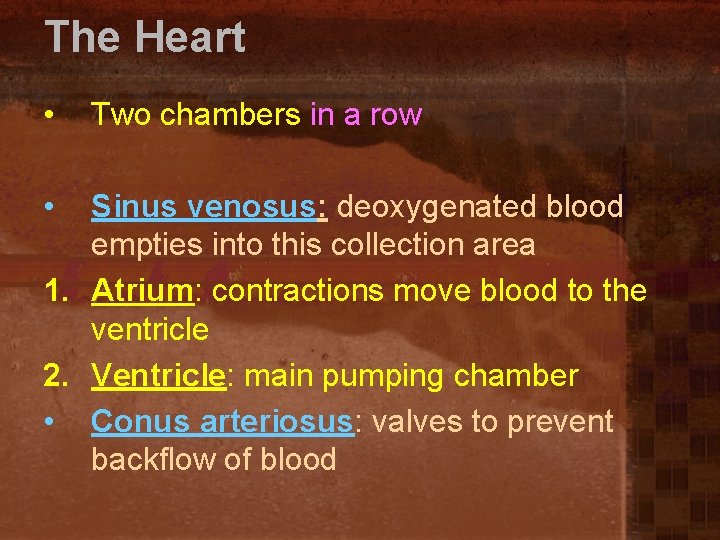 The Heart • • Two chambers in a row Sinus venosus: deoxygenated blood empties