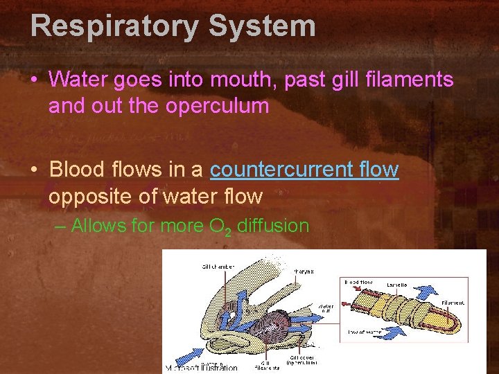Respiratory System • Water goes into mouth, past gill filaments and out the operculum