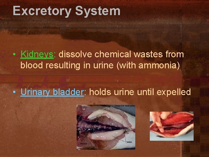 Excretory System • Kidneys: dissolve chemical wastes from blood resulting in urine (with ammonia)