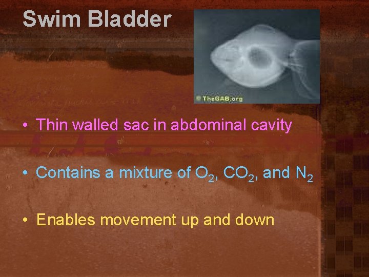 Swim Bladder • Thin walled sac in abdominal cavity • Contains a mixture of