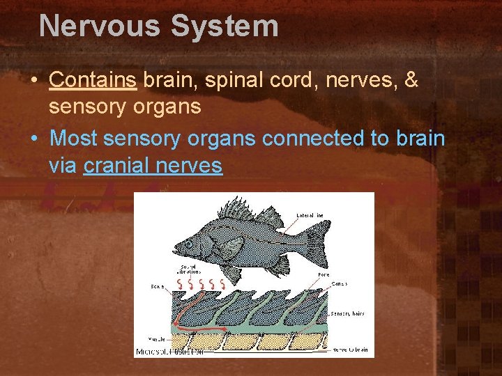 Nervous System • Contains brain, spinal cord, nerves, & sensory organs • Most sensory