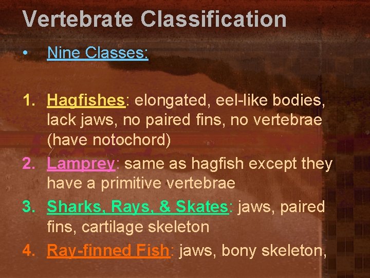 Vertebrate Classification • Nine Classes: 1. Hagfishes: elongated, eel-like bodies, lack jaws, no paired