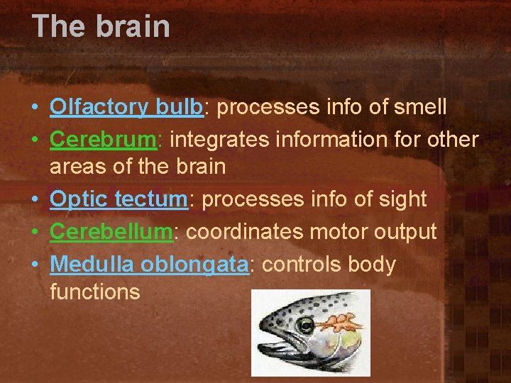 The brain • Olfactory bulb: processes info of smell • Cerebrum: integrates information for