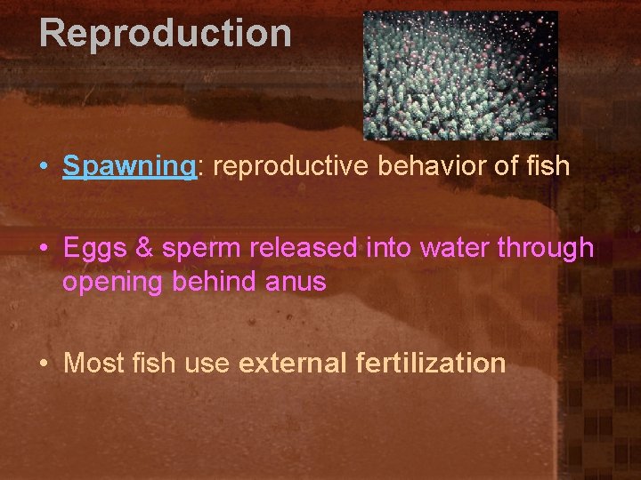 Reproduction • Spawning: reproductive behavior of fish • Eggs & sperm released into water