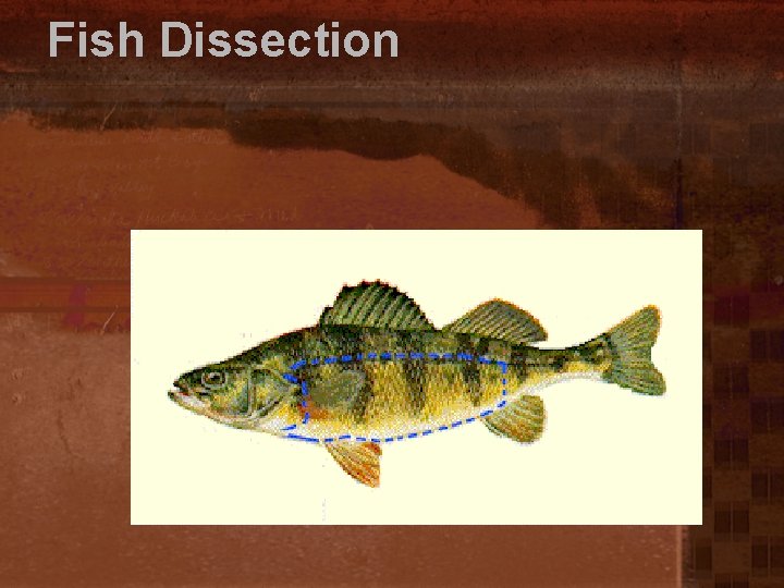 Fish Dissection 