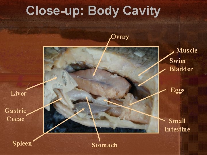 Close-up: Body Cavity Ovary Muscle Swim Bladder Eggs Liver Gastric Cecae Spleen Small Intestine