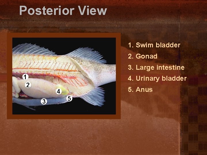 Posterior View 1. Swim bladder 2. Gonad 3. Large intestine 4. Urinary bladder 5.